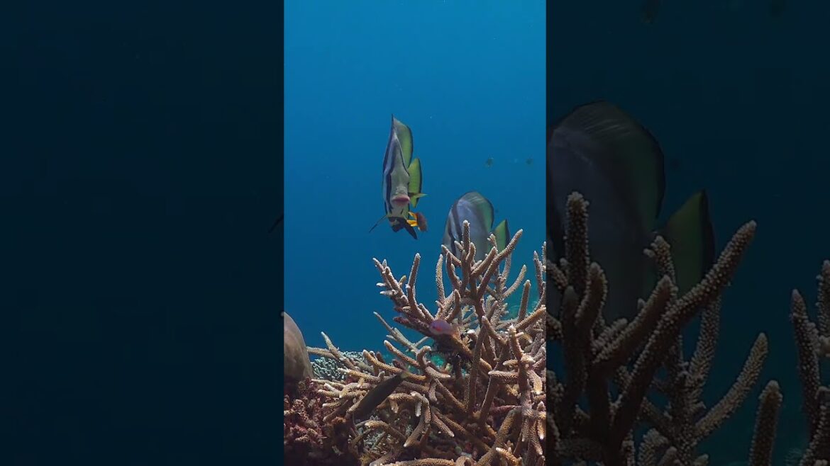 RAJA AMPAT | DAMPIER STRAIT | 2022