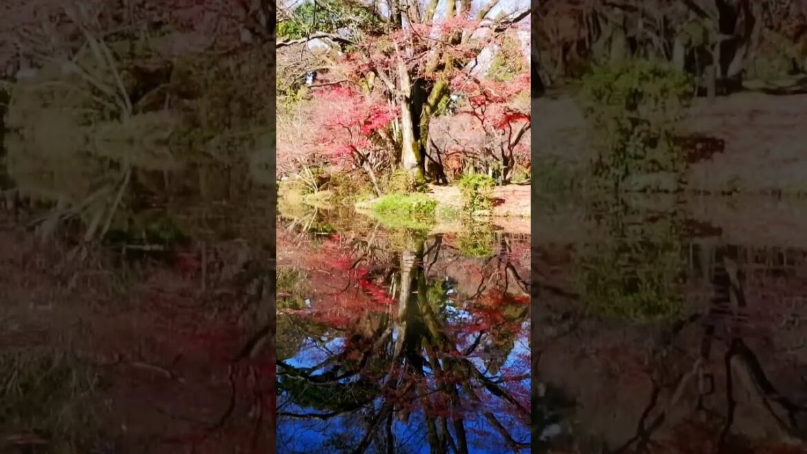 Kyoto Botanischer Garten