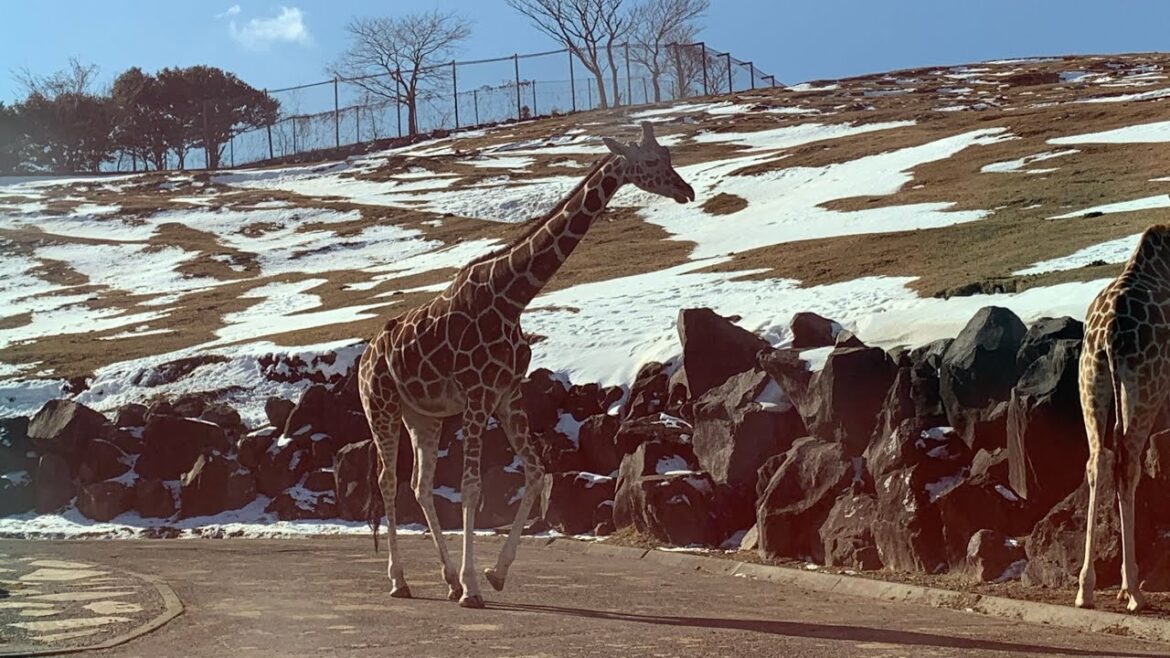 African Safari In Japan (Oita) - enjoy with kids #japan #vlog #africansafari #kids