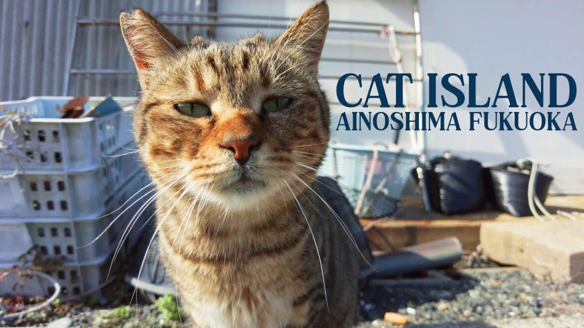 Cat Island π Ainoshima, Fukuoka Cat Island π Ainoshima, Fukuoka