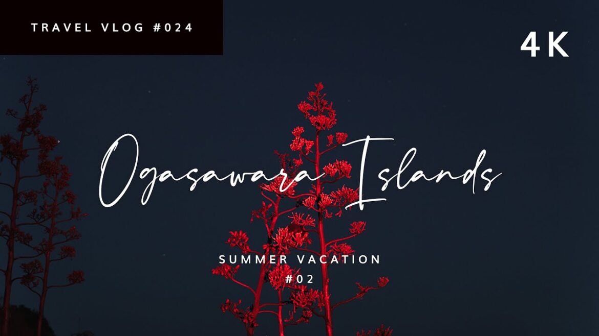 コウモリと星空の父島ナイトツアー🦇【小笠原・父島旅 2021年夏 #02】 コウモリと星空の父島ナイトツアー🦇【小笠原・父島旅 2021年夏 #02】