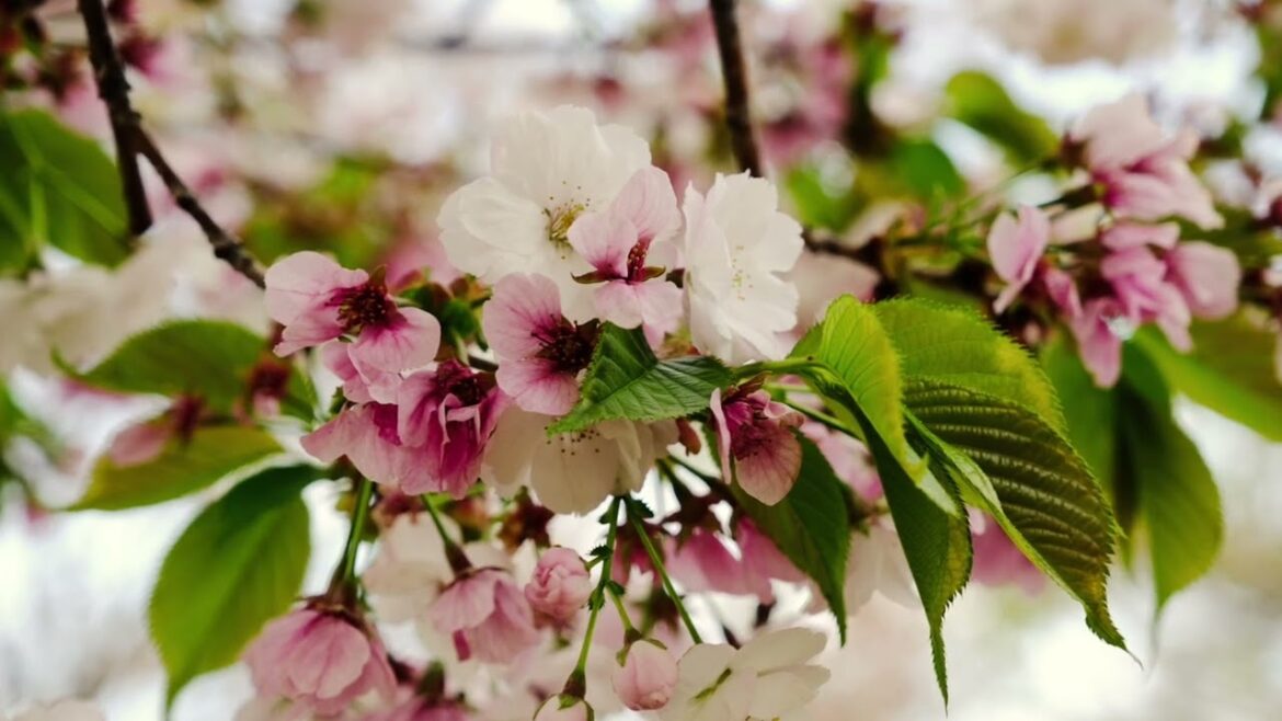 May 2022 in Hakodate