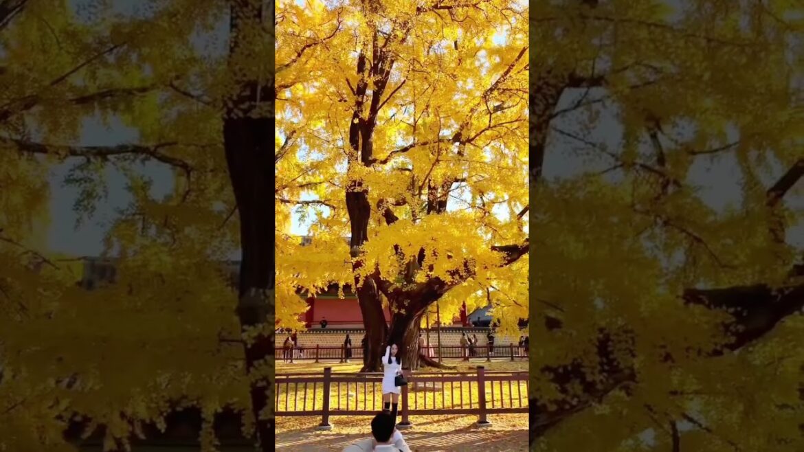 Why are these trees so captivating!? 🤩😍 #shorts  #travel #japan