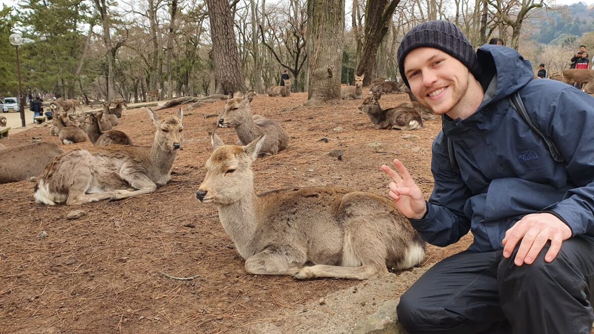 Nara 1/2: Horyu-ji, Nara Deer Park, Todai-ji | Japan 24/45 | Nara 1/2: Horyu-ji, Nara Deer Park, Todai-ji | Japan 24/45 |
