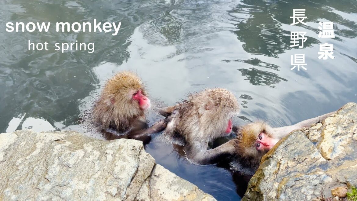 [Winter 2023] Unique- Snow Monkeys Bathing In Hot Springs In The Wild #地獄谷野猿公苑