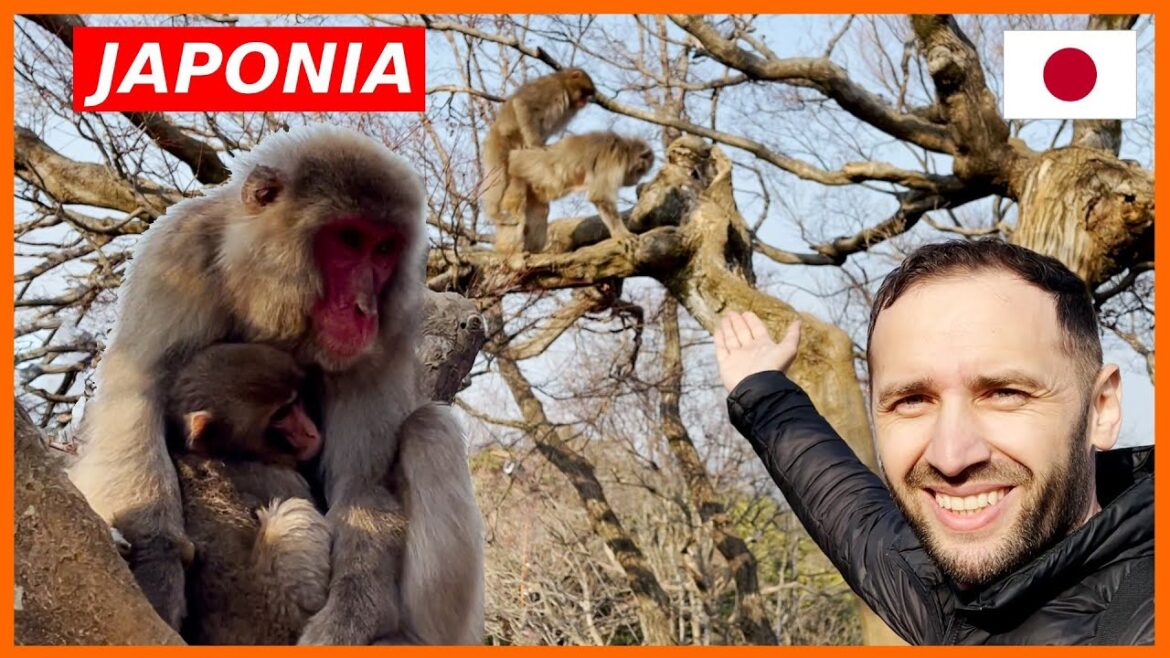 KYOTO: Aici traiesc MAIMUTELE JAPONEZE! ( Ambulanta INTARZIE si in JAPONIA..)