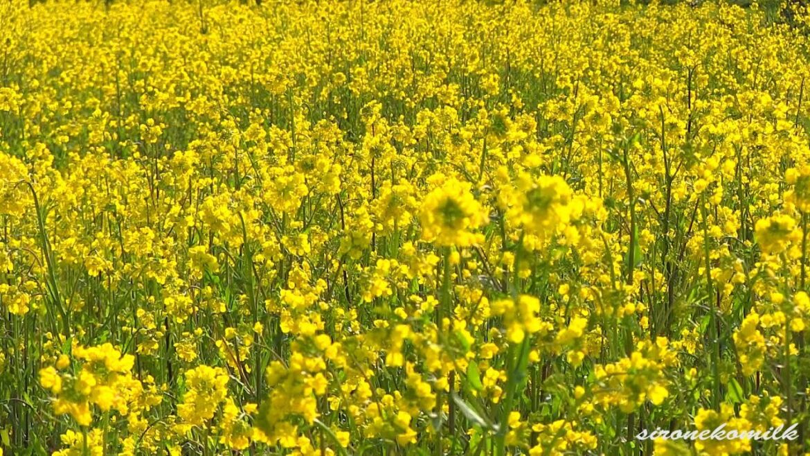 鳴子川渡温泉 菜の花と桜 Japan Osaki Kawatabi Hot Spring Canola flower carpet & Sakura  宮城観光 東北の春の風景 温泉旅行