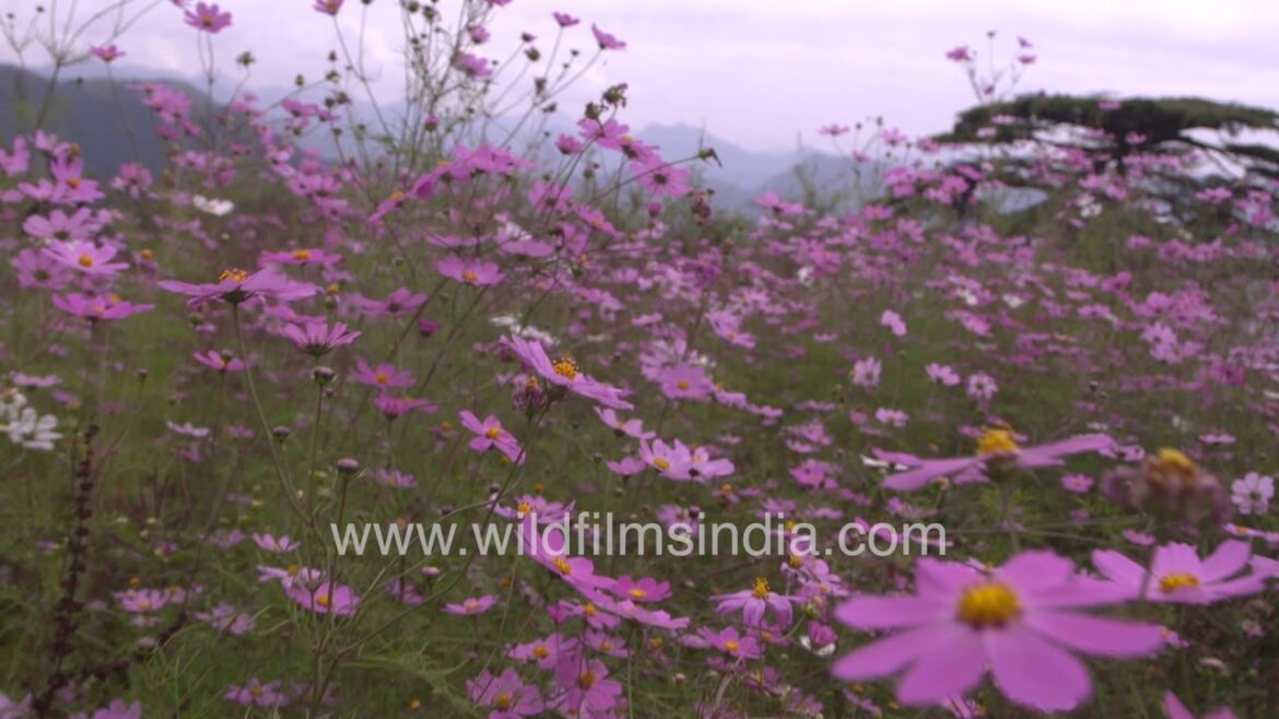 Walk through a field of cosmos flowers in Mussoorie