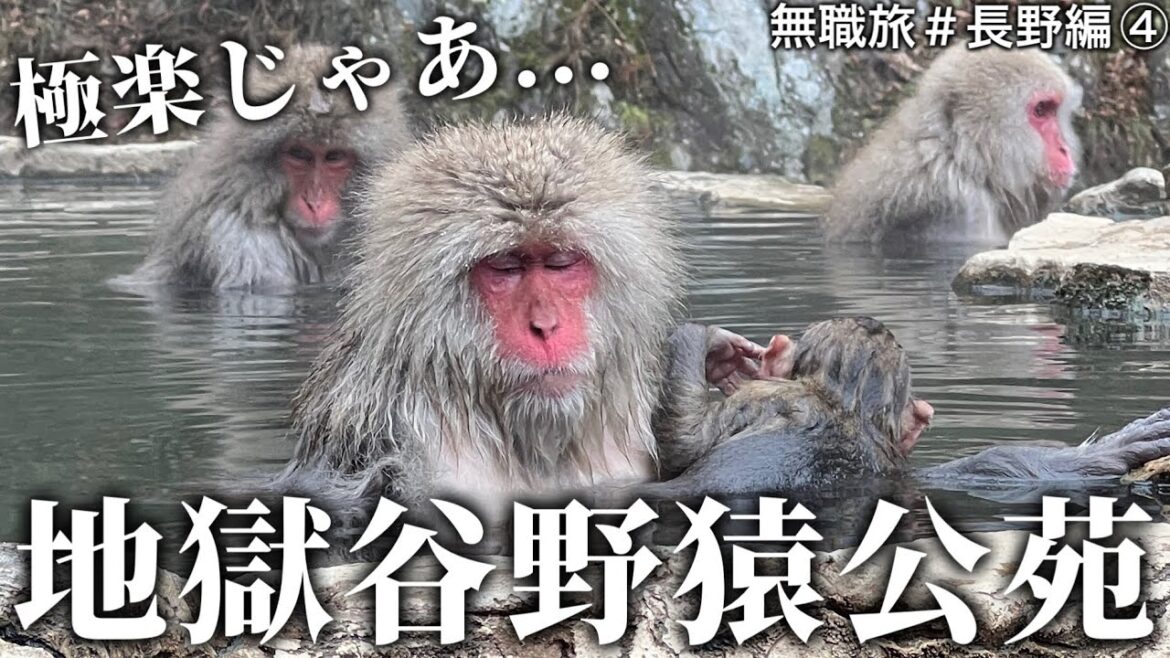 子猿が可愛すぎる!! 地獄谷野猿公苑は超オススメ!!　無職旅#長野編④