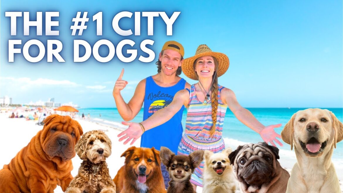 Where to Take Your DOG in the MOST DOG FRIENDLY CITY IN AMERICA (and our feeding 50 dogs challenge)