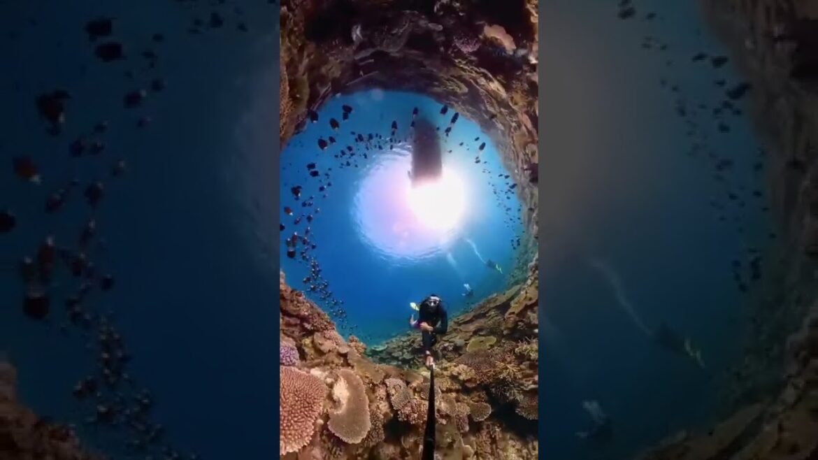 Stunning Underwater Species Stunning Underwater Species