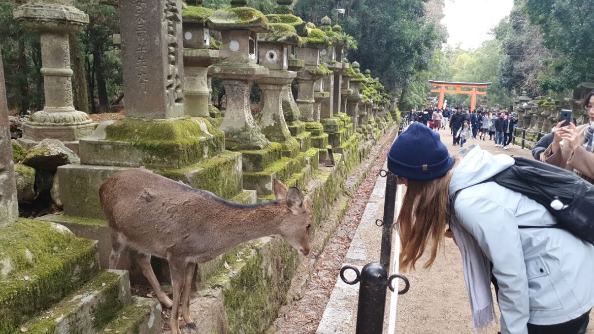 Nara 2/2: Yoshikien Garden, Kasuga-taisha, Nara Deer Park | Japan 25/45 | Nara 2/2: Yoshikien Garden, Kasuga-taisha, Nara Deer Park | Japan 25/45 |