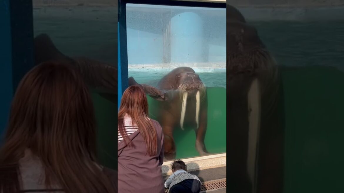 おたる水族館のヒーロー #hokkaido #japan #japanese #short #おたる水族館 #セイウチ #セイウチショー #動物 #北海道 #小樽