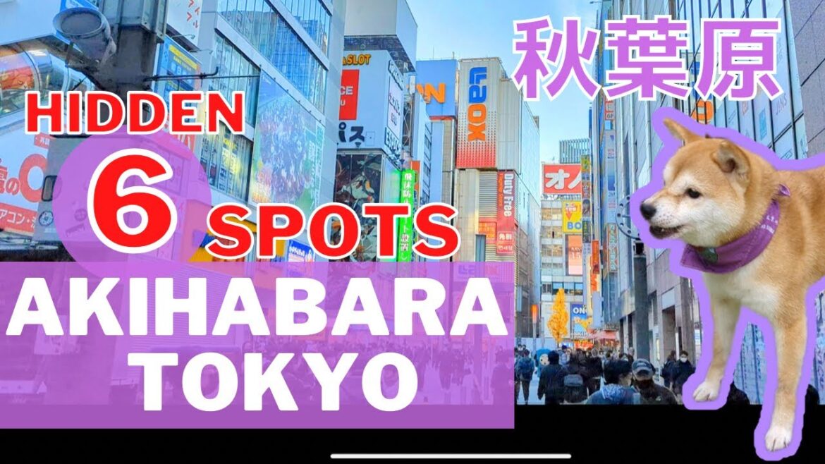 AKIHABARA Tokyo is not only Anime/Otaku, Dog Cafe, Electronics ๐4K Travel Guide ็ง่ๅใฎ้ ใใใใใในใใใTOP6 AKIHABARA Tokyo is not only Anime/Otaku, Dog Cafe, Electronics ๐4K Travel Guide ็ง่ๅใฎ้ ใใใใใในใใใTOP6