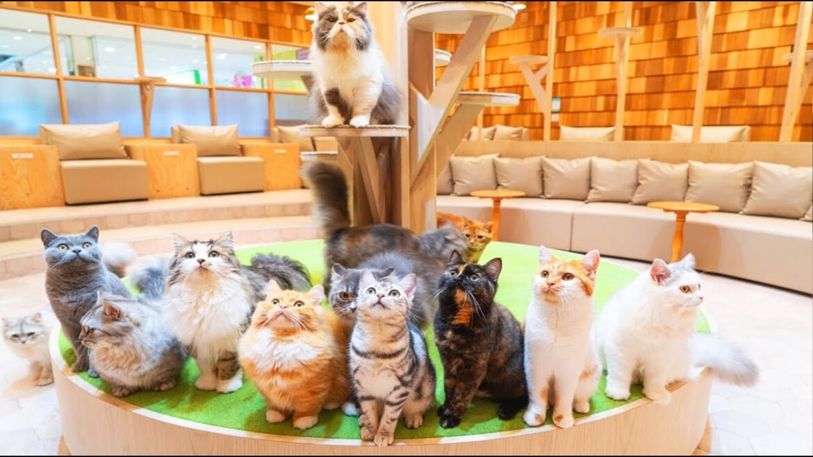 Spending a Day at a Cat Cafe in Japan🐈 | Cat Café Mocha  Nagoya Sakae