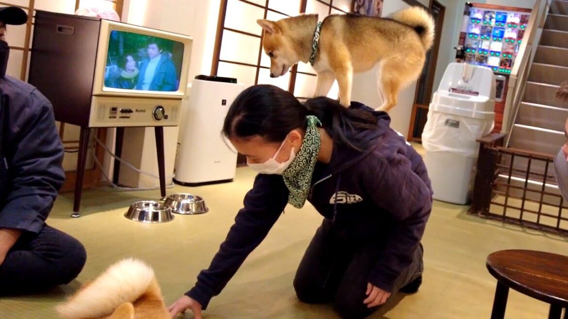 【Shiba Inu】Visiting Lovely Dog Cafe in Japan | Kyoto Mameshiba Cafe