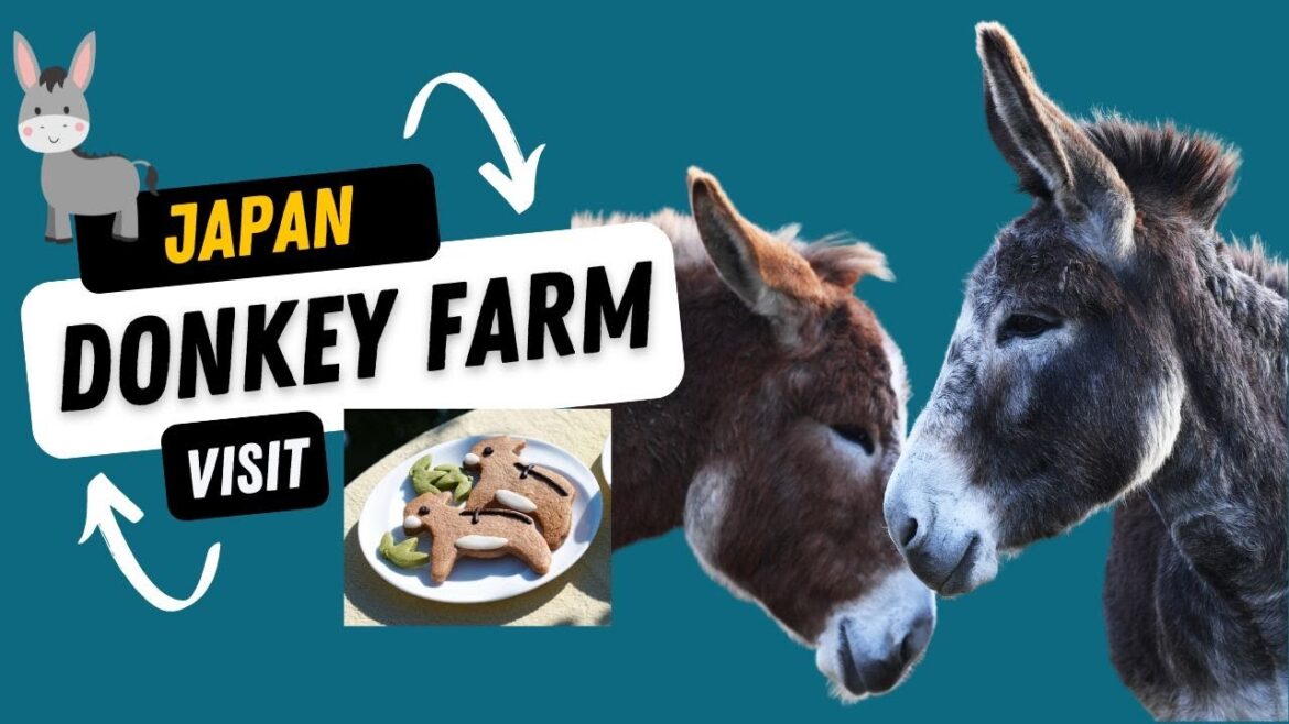 The friendliest Donkey farm in Japan – Daytrip to Onomichi, Hiroshima Donkey Paradise The friendliest Donkey farm in Japan - Daytrip to Onomichi, Hiroshima Donkey Paradise