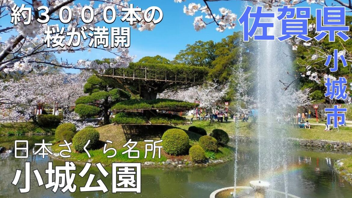 【絶景】日本さくら名所100選★小城公園は桜の名所♪佐賀観光★花見【佐賀県/experience/sakura/tourism/trip/saga/japan】 【絶景】日本さくら名所100選★小城公園は桜の名所♪佐賀観光★花見【佐賀県/experience/sakura/tourism/trip/saga/japan】