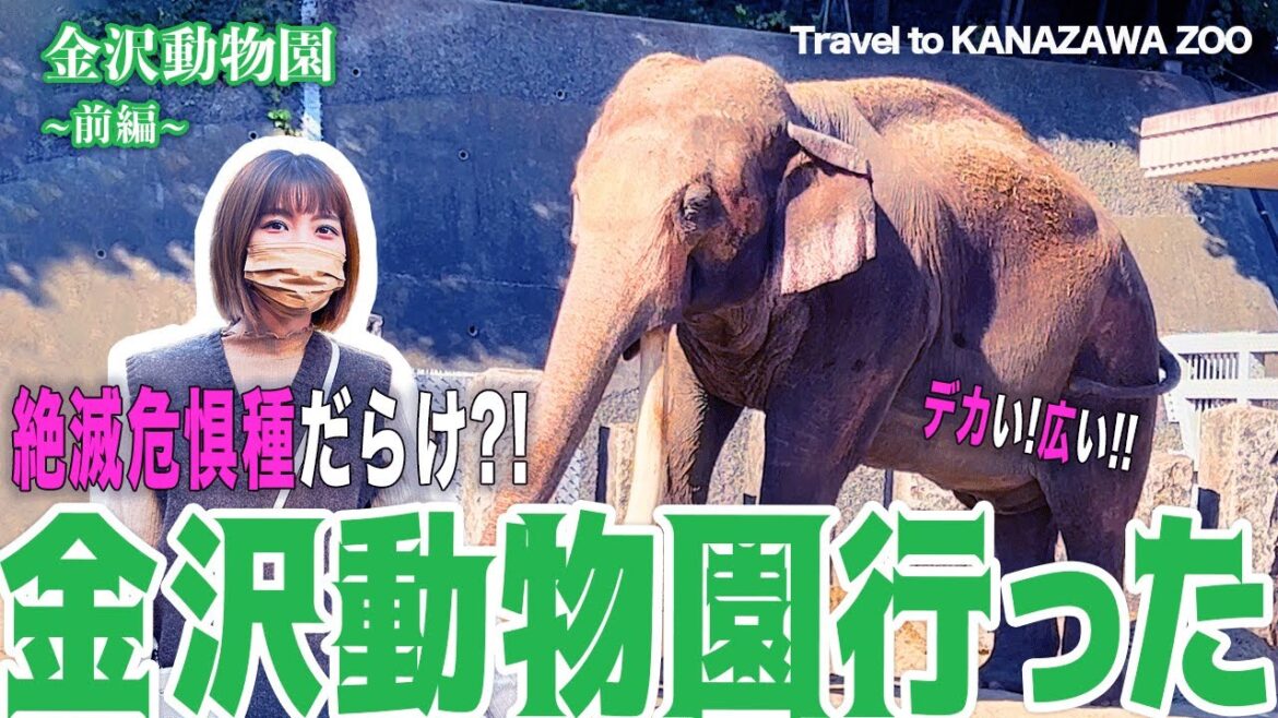 【ゾウさん】金沢動物園へ！(神奈川)オカピ,キリン,サイも！ / Kanazawa Zoo #vlog