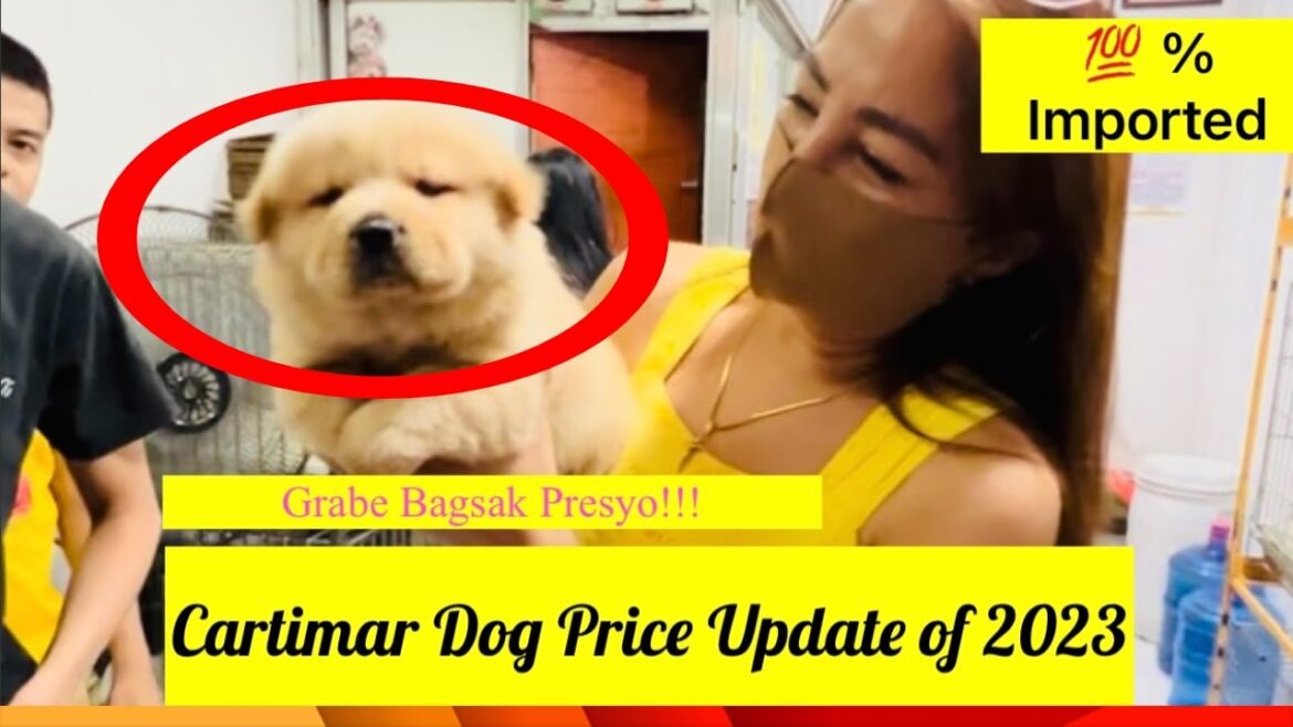 Updated Pet Price List In Cartimar Pet Center of January 2023 | Bagsak Presyo Na!