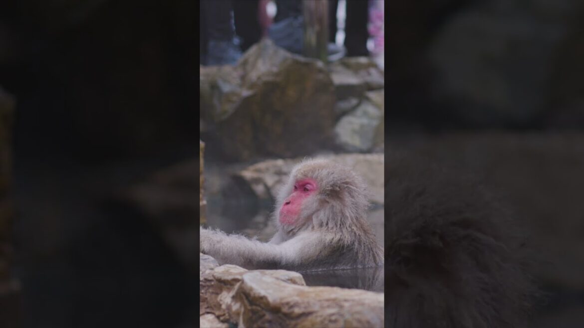 Nagano's Snow Monkeys: Relaxing in a Winter Onsen #snowmonkey #japan #onsen #japantravel