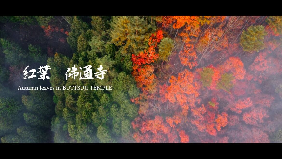 cinematic japan temple|  紅葉 4K ひとときの恍惚　－広島 佛通寺－
