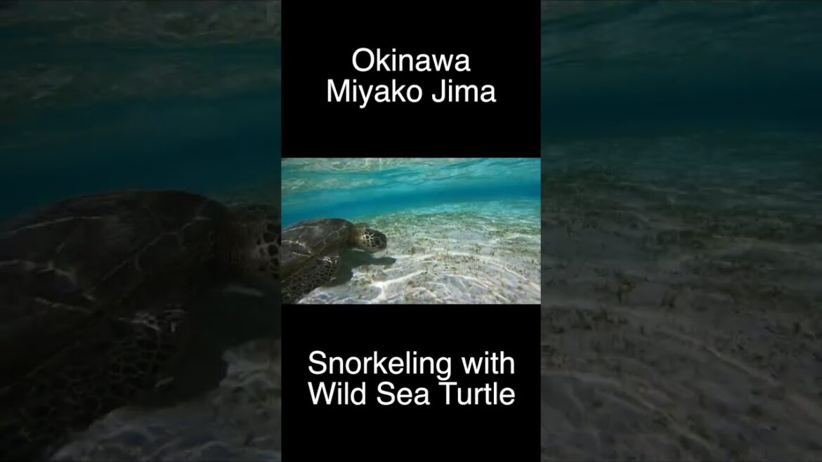 Full video in description Snorkeling with wild sea turtle/Miyakojima Okinawa Japan #shorts
