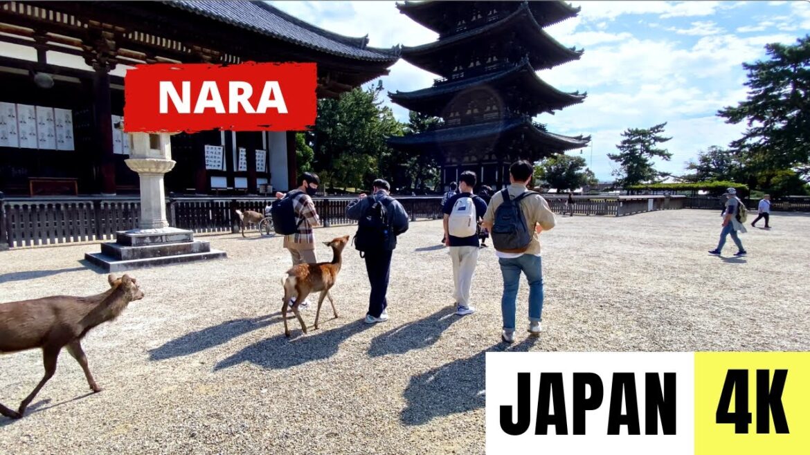 NARA, JAPAN 🇯🇵 [4K] Walking from Nara Station to Nara Deer Park