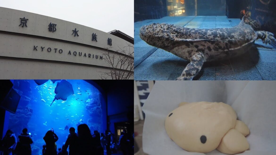 #006｜Modern aquarium west of Kyoto Station [Kyoto Aquarium] (Kyoto)