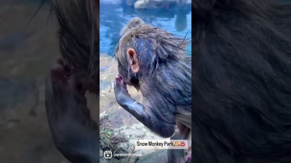Snow Monkey Park🙉 Swimming cute baby Snow Monkey Park🙉 Swimming cute baby