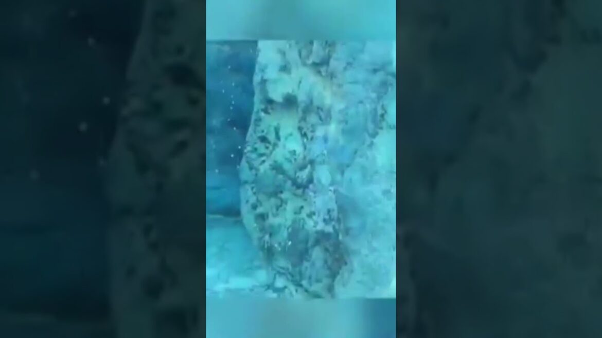 Penguin, Asahiyama Zoo , Asahikawa  Hokkaido Japan.  July 2019 (2562).