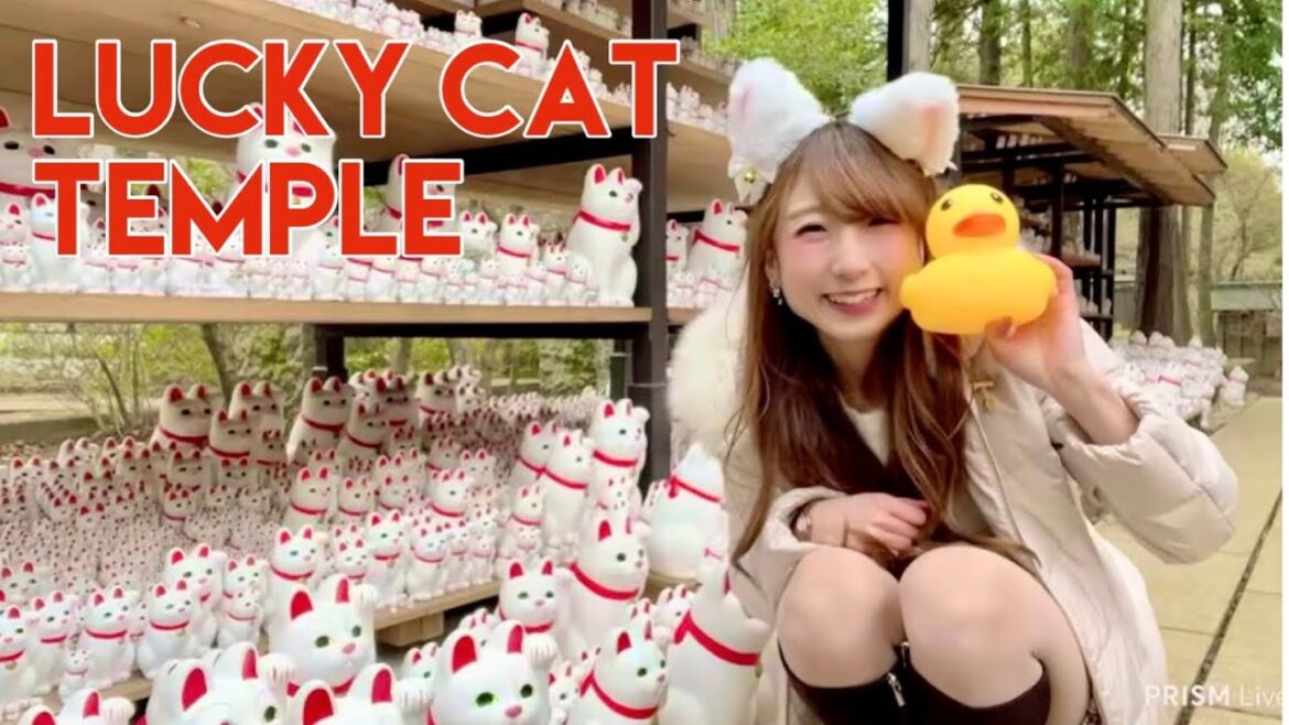 Tokyo Live Walk - Hidden Kawaii Temple, Gotokuji🐈💓