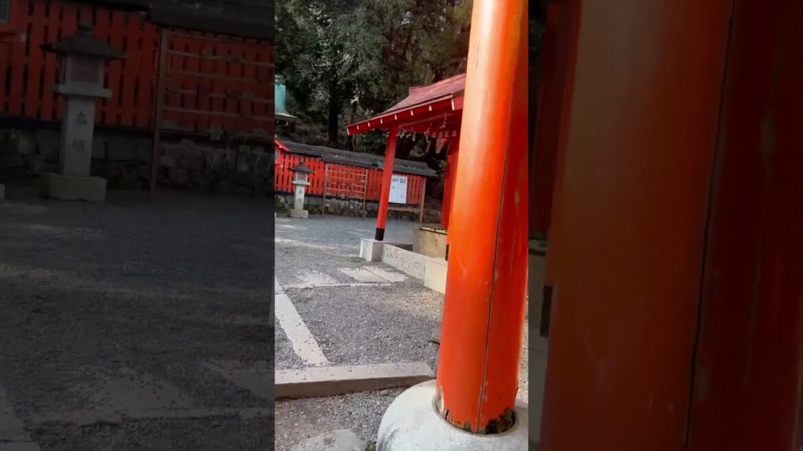 #kyoto #monkey #monkeypark #shorts #travel #japan