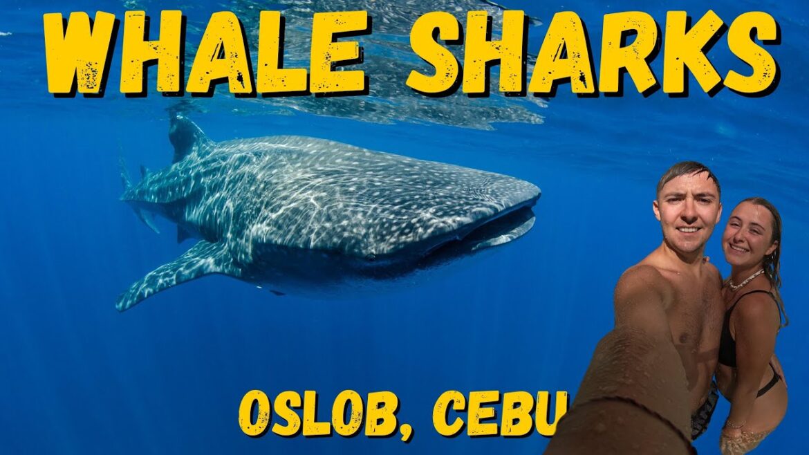 Swimming with WHALE SHARKS in Oslob, Cebu 🇵🇭