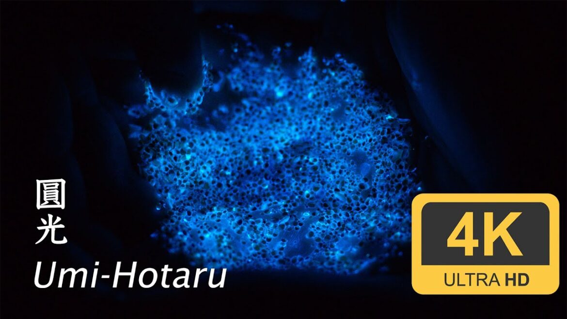 Umi-Hotaru (sea-firefly) - Sado - Niigata - 海蛍