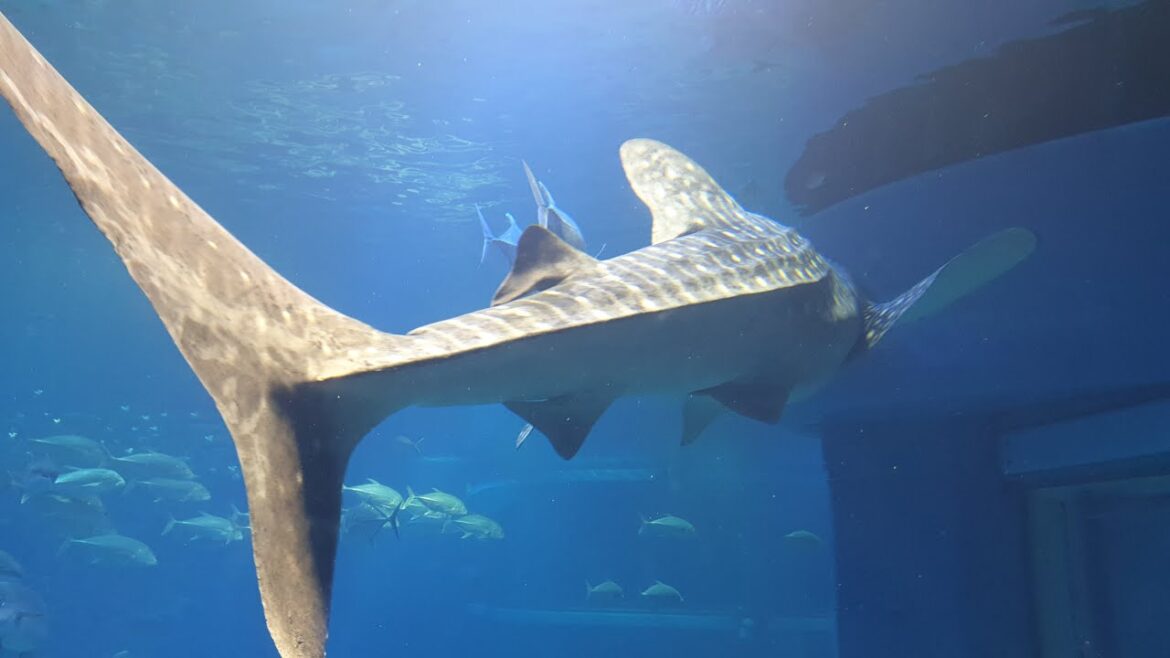 Osaka 2/4: Osaka Aquarium | Japan 27/45 |