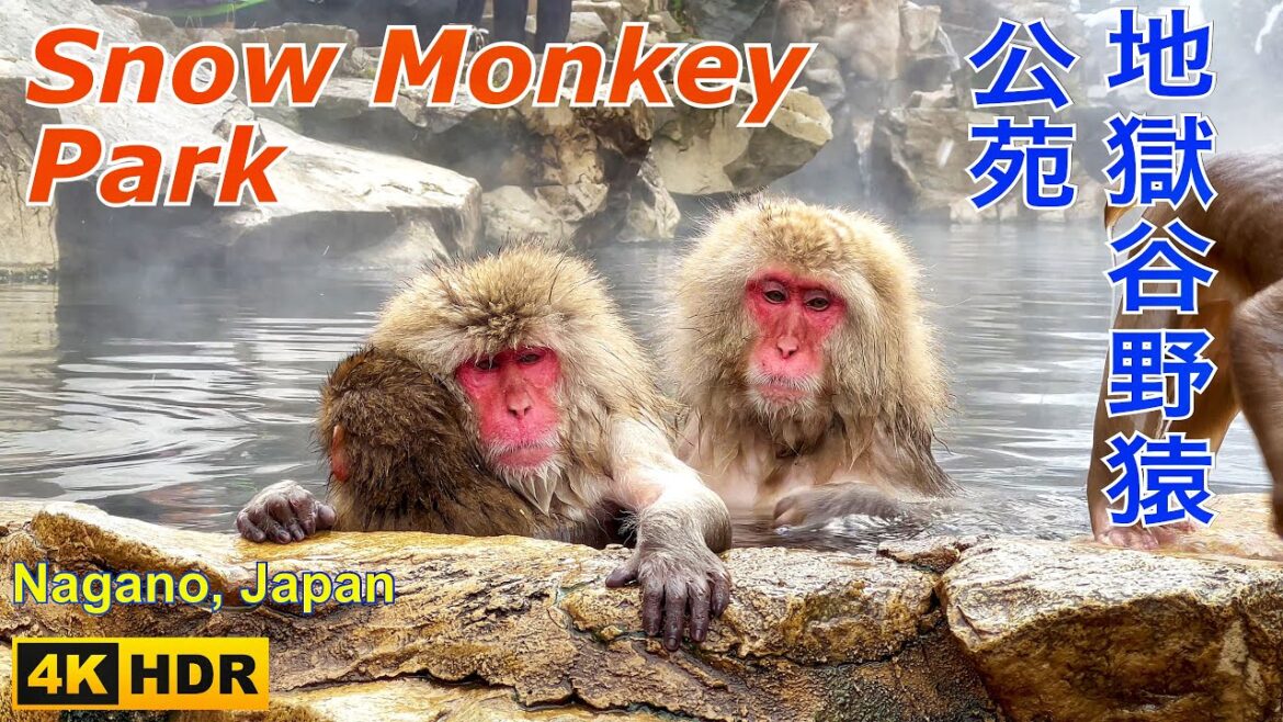 Snow Monkey Park 地獄谷野猿公苑 (4K HDR) Nagano, Japan (地獄谷温泉) Snow Monkey Park 地獄谷野猿公苑 (4K HDR) Nagano, Japan (地獄谷温泉)
