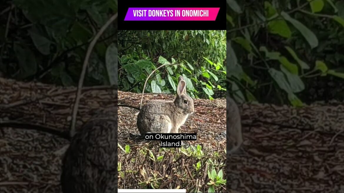 Deer, Rabbits & Now Donkeys in Hiroshima