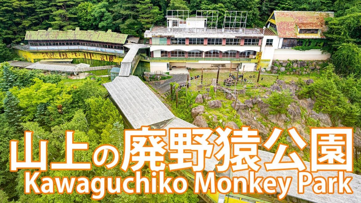 河口湖野猿公園【山上の廃動物パーク】