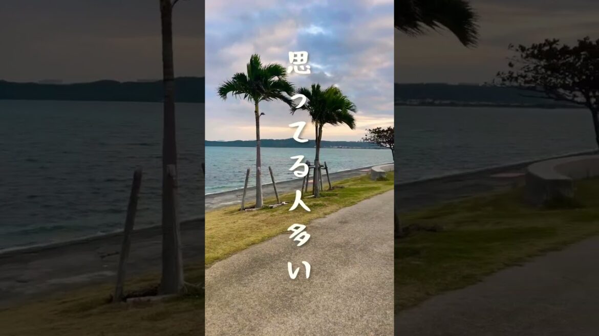 沖縄移住して無人島に根付いたアイドルに出会いました。沖縄の潜水士コージーdivercozy #shorts 沖縄移住して無人島に根付いたアイドルに出会いました。沖縄の潜水士コージーdivercozy #shorts