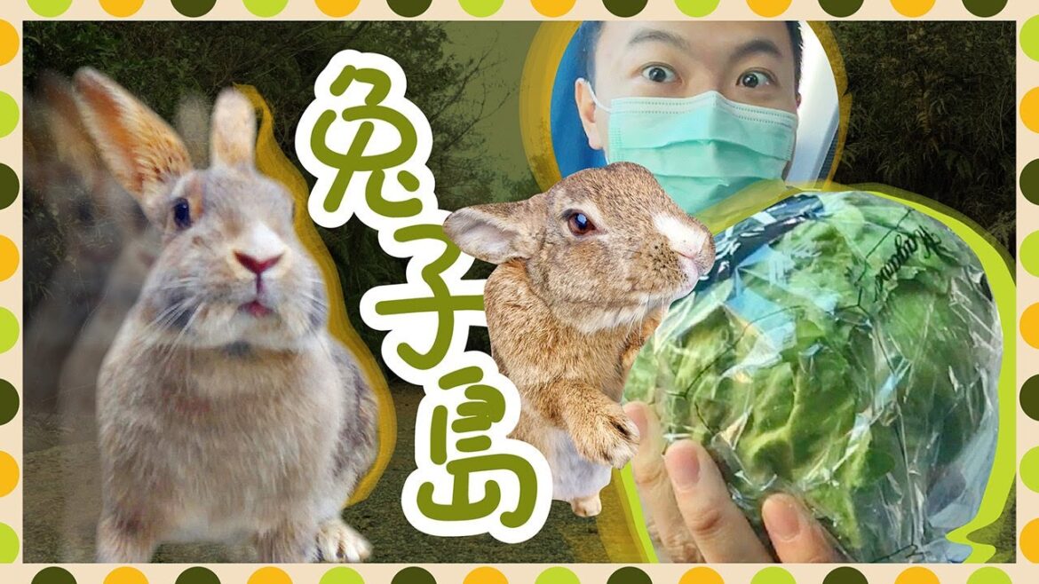 [旅遊VLOG] 肺炎下的日本 廣島 兔子島 吳市 (Rabbit Island in Hiroshima under the pandemic)