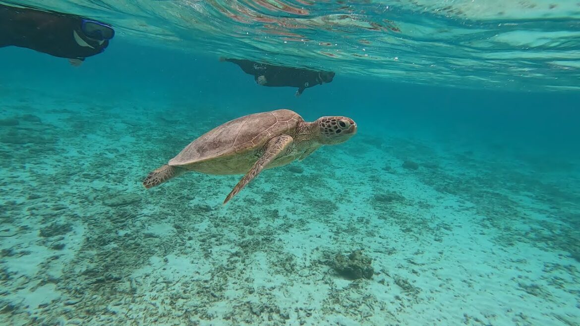 座間味島冬のシュノーケリング。Winter snorkeling in Zamami Island, Okinawa.