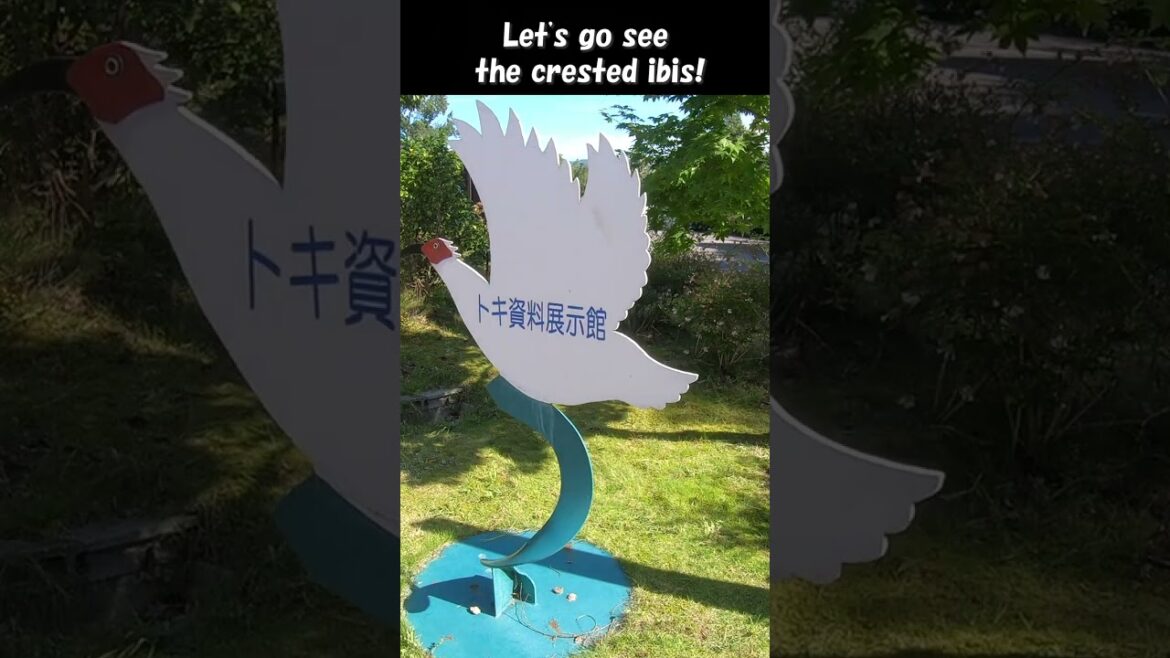 【4K】Is the ibis flying!?😆 #shorts