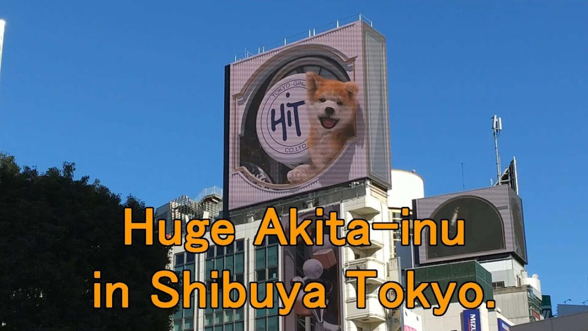 Huge Akita-inu in Shibuya Tokyo.