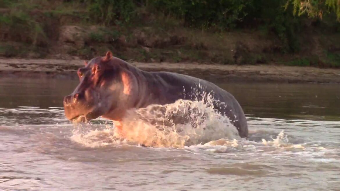 Hippo Chases Boat in South Luangwa