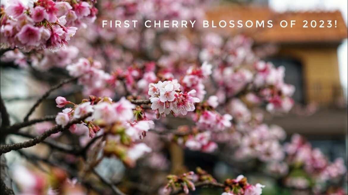 Atami, Japan 🌸 The First Sakura of the Year! 🌸