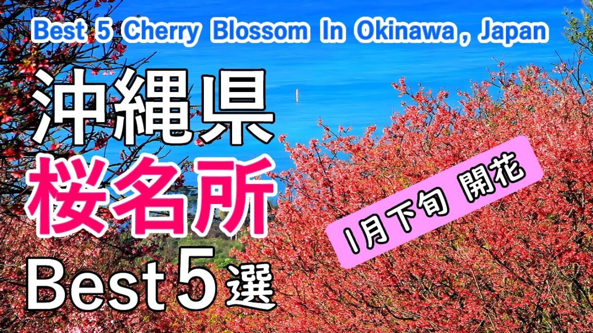 沖縄県の桜名所ベスト5選 / 八重岳・名護城公園・今帰仁城跡・漫湖公園・塩屋湾 / Top 5 best cherry blossom viewing spots in Okinawa, Japan