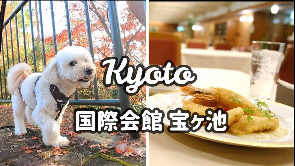 Walks & 3 lunches around Kyoto International Conference Center/Map/Subtitled in your native language