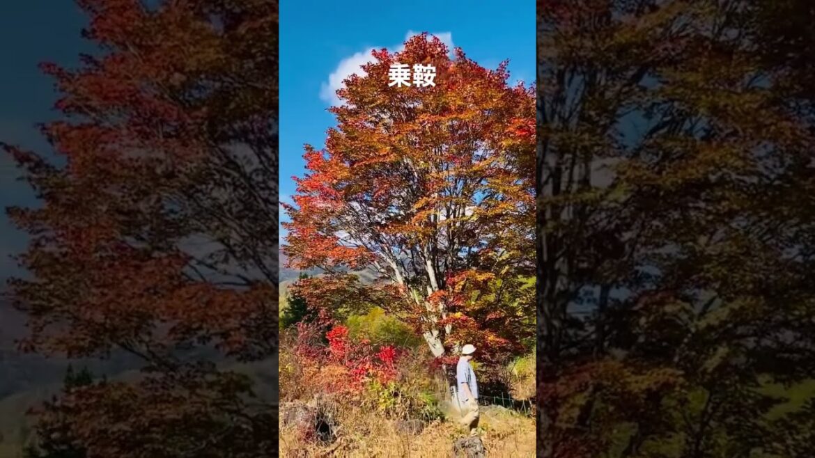 乗鞍紅葉してました🍁 | 自然で心を癒す🌿#travel #vlog #休日 #旅行 #乗鞍