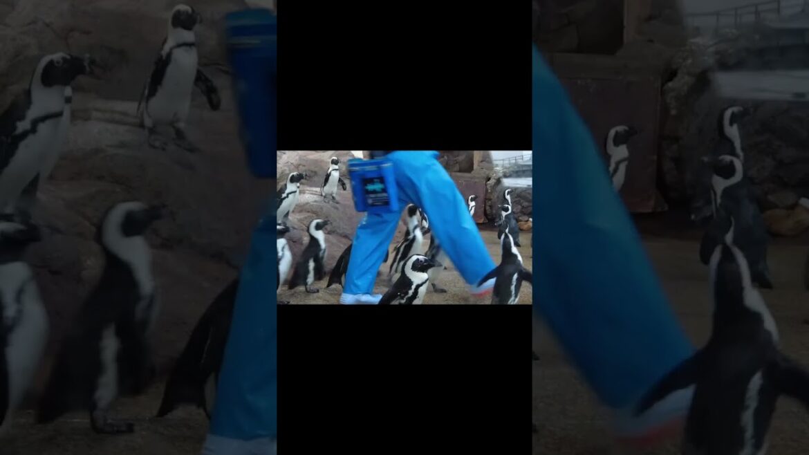 #006｜Kyoto Aquarium / If you have time, please enjoy the main story as well. #Shorts